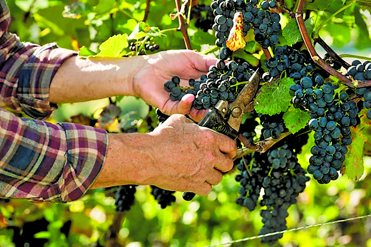 Acciza pe vin reduse sectorul vitivinicolar vulnerabil