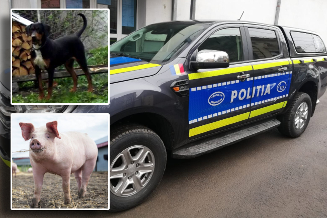 Barbat amendat dupa ce sotia l a denuntat pentru abuzul asupra porcului si cainelui sau