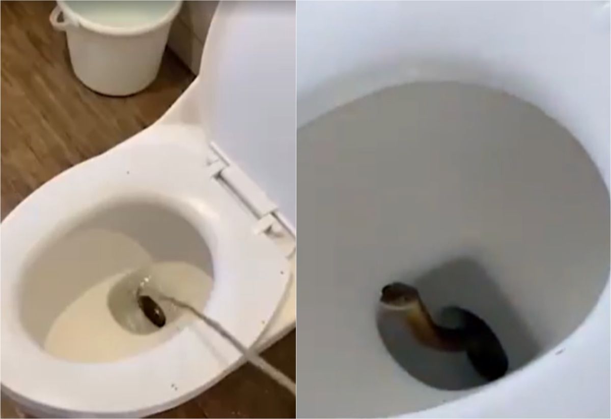 Momente de groaza la hotel Un sarpe veninos de aproape 12 metri iese dintr un vas de toaleta iar un turist a surprins totul in filmare