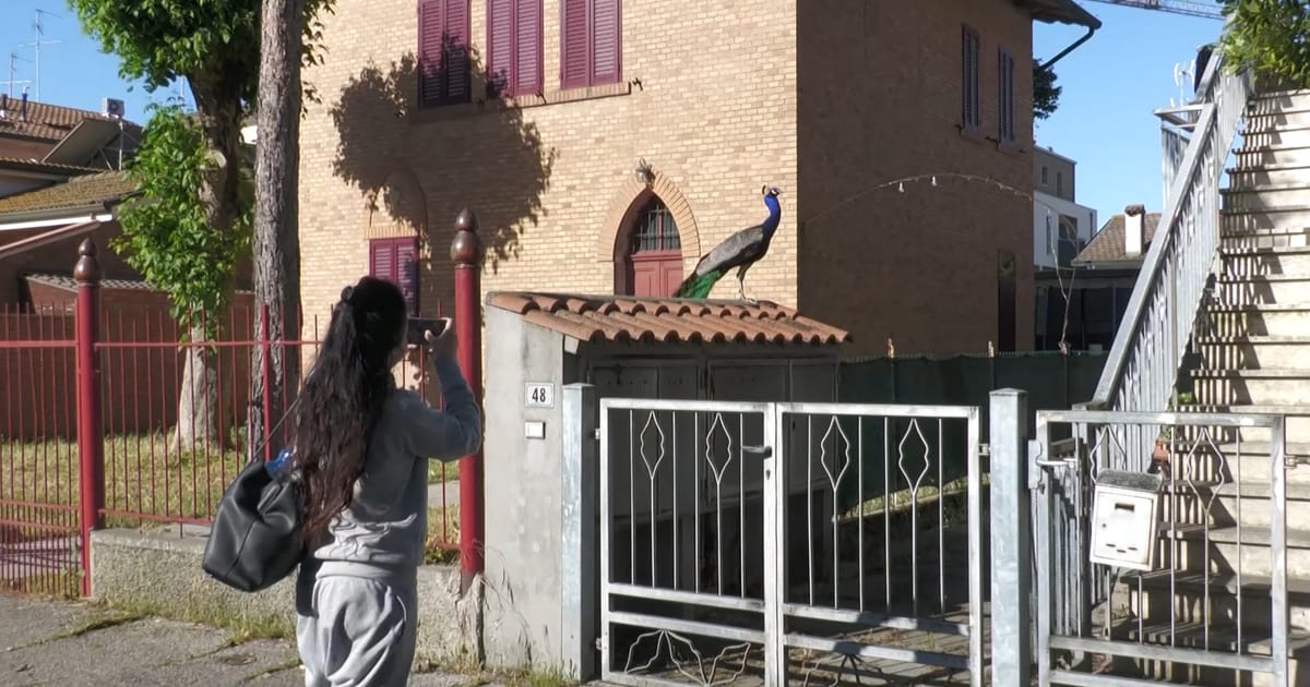 Partidul lui Meloni adopta masuri stricte pentru a face fata problemei paunilor din Italia