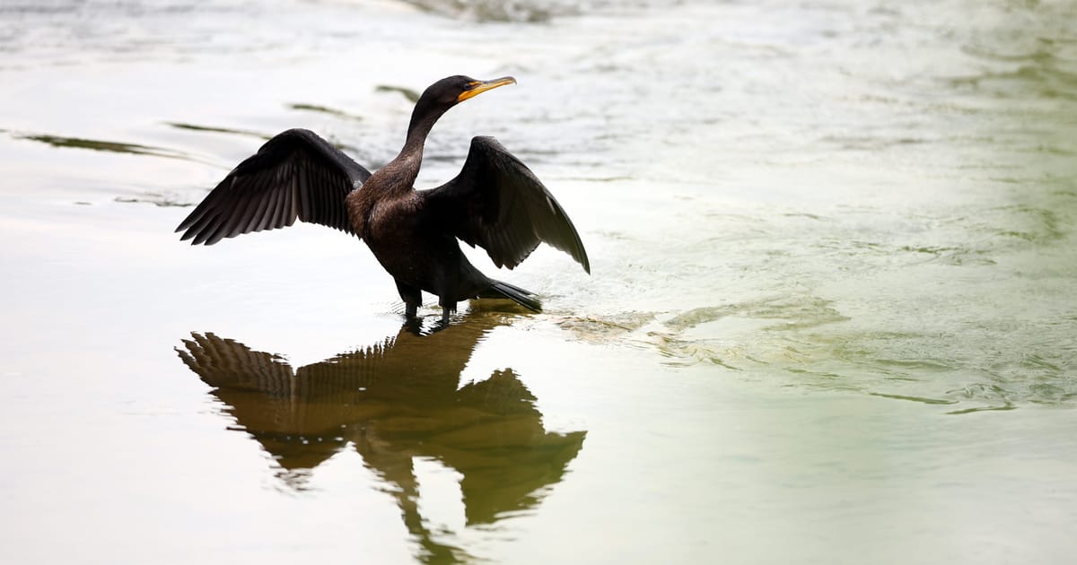 Ultimele zile ale cormoranului 10 tari din UE solicita deschiderea sezonului de vanatoare pentru pasarile piscivore