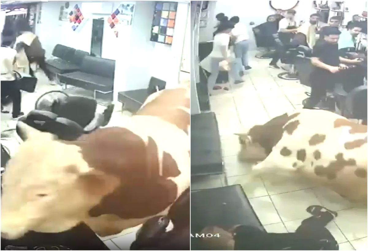 Un taur de 15 tone a patruns intr o frizerie Momentul socant surprins de camerele de supraveghere