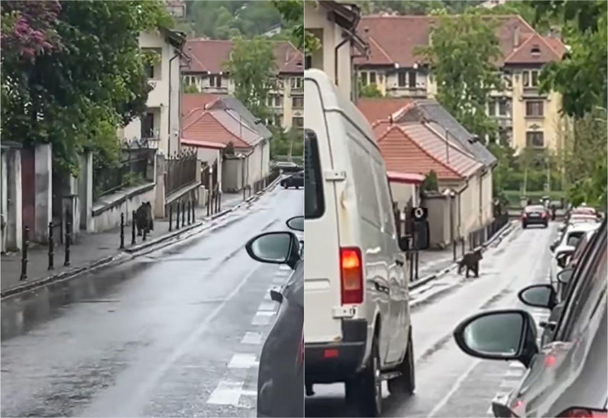Un urs a fost vazut alergand pe strazile din Brasov aproape de Biserica Neagra Ce a surprins un trecator pe camera