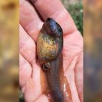 descoperire surprinzatoare ce reprezinta creatura misterioasa gasita recent intr o mlastina din europa