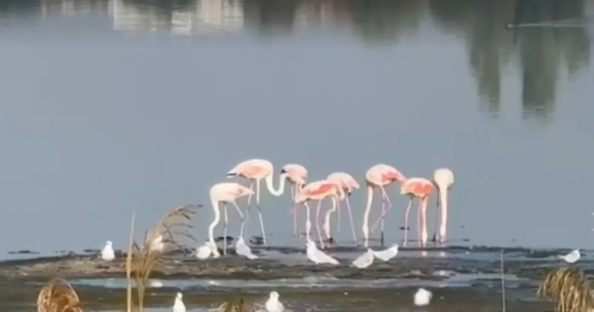 Lacul din România cu flamingo roz: „Vor deveni rezidente”