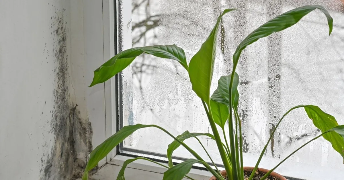 Plante de apartament care reduc umiditatea. Flori pentru a preveni mucegaiul în casă